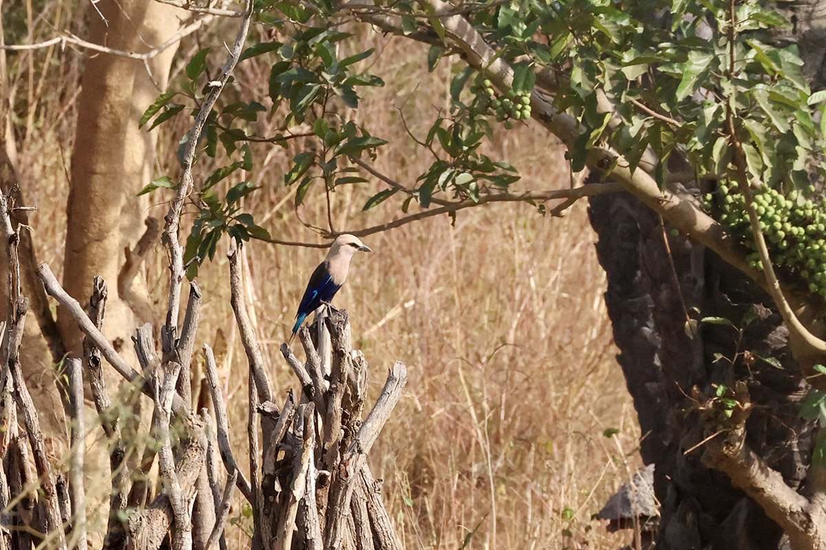 Blue-bellied Roller